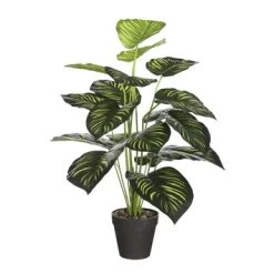 Caladium Groen In Pot